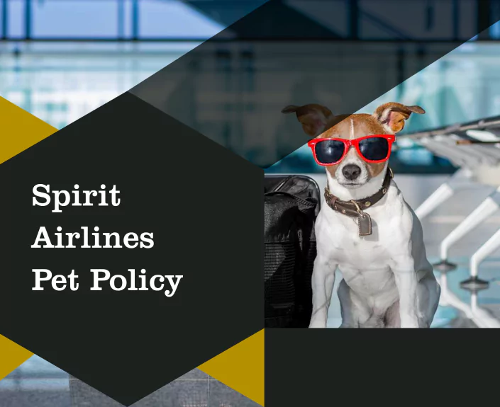 Spirit Airlines Pet Policy